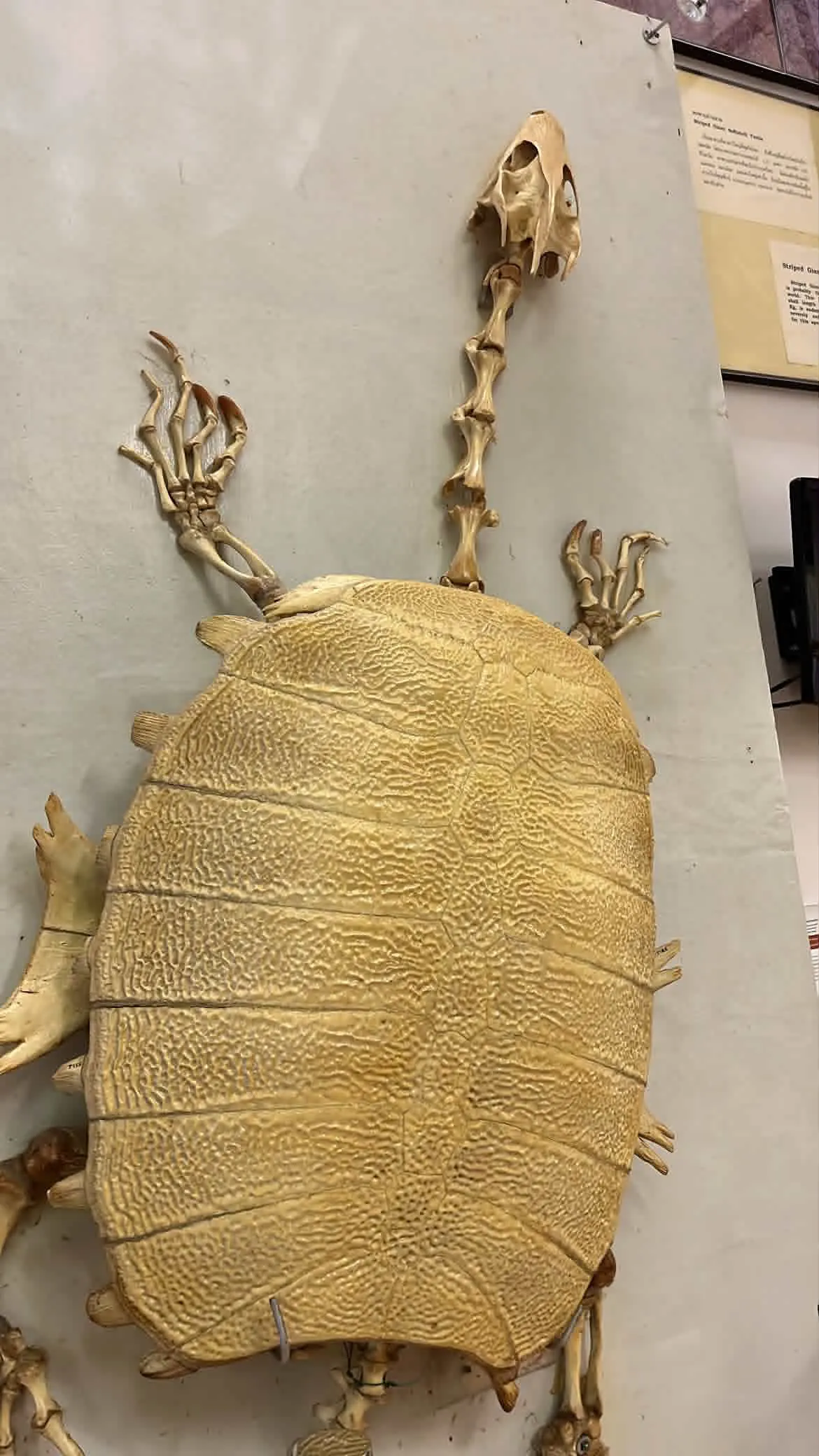 Chulalongkorn University Museum of Natural History — budget guide Bangkok