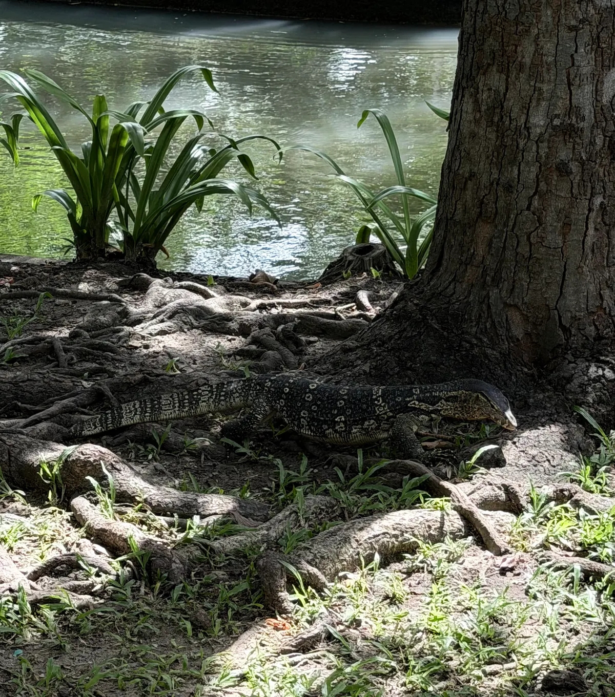 Saranrom Park — budget guide Bangkok