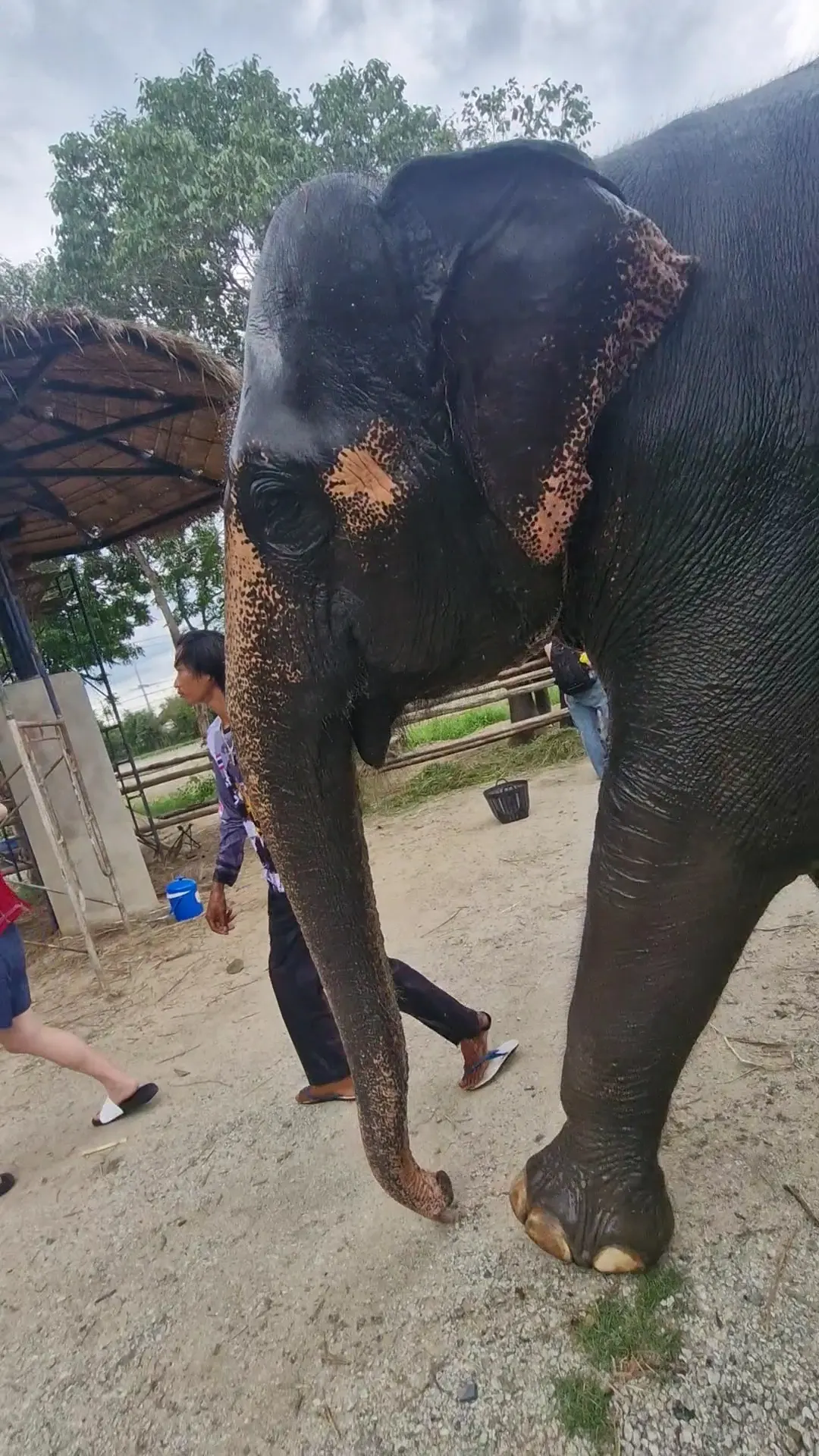Interior at Bangkok Ethical Elephant Tour (Living Green Elephant Sanctuary) Bangkok — travel photo