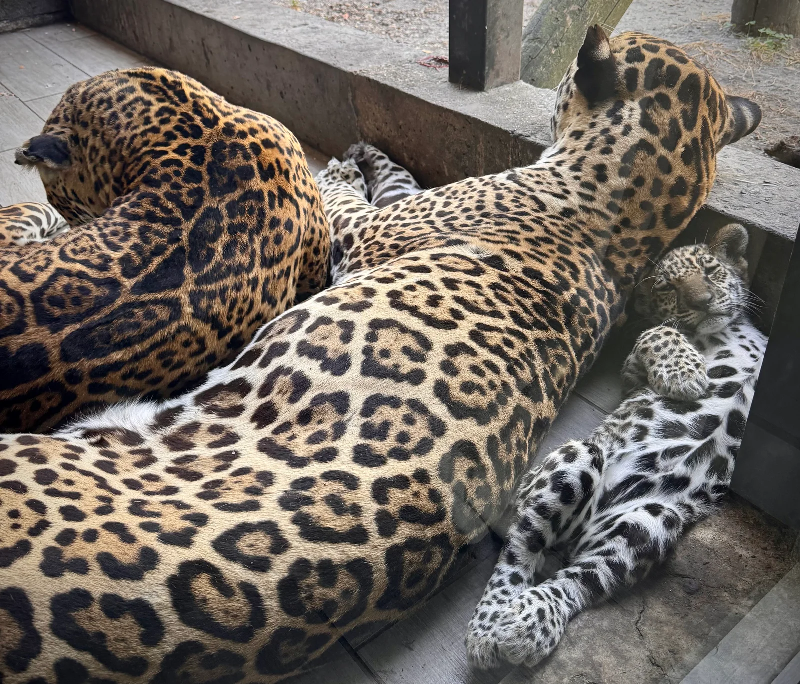 Kids activities at Night Experience By zoo Bordeaux Pessac Bordeaux — family travel photo