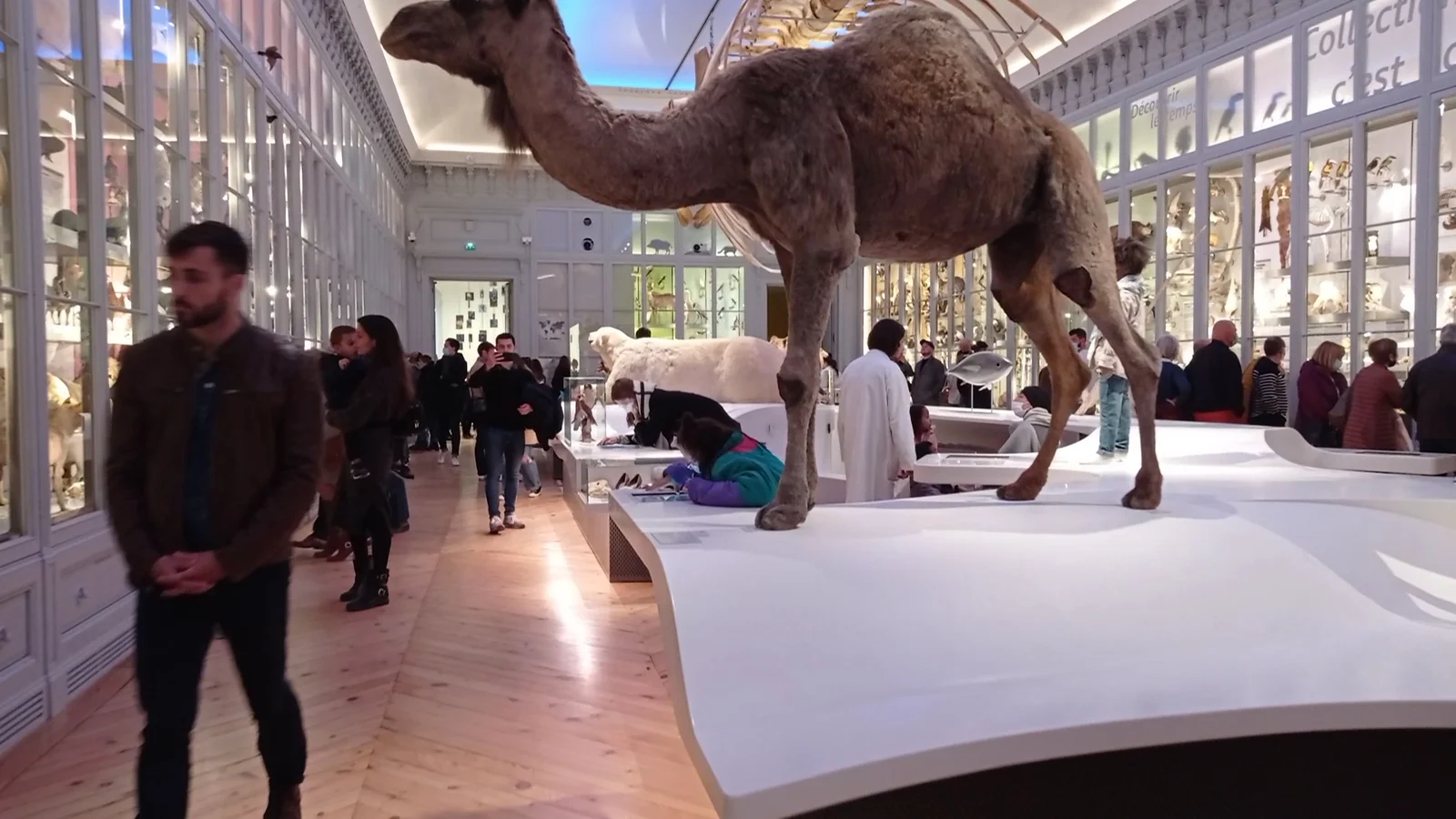 Family areas at Muséum de Bordeaux Bordeaux — family travel photo