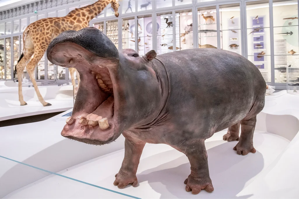 Outdoor views at Muséum de Bordeaux Bordeaux — family travel photo
