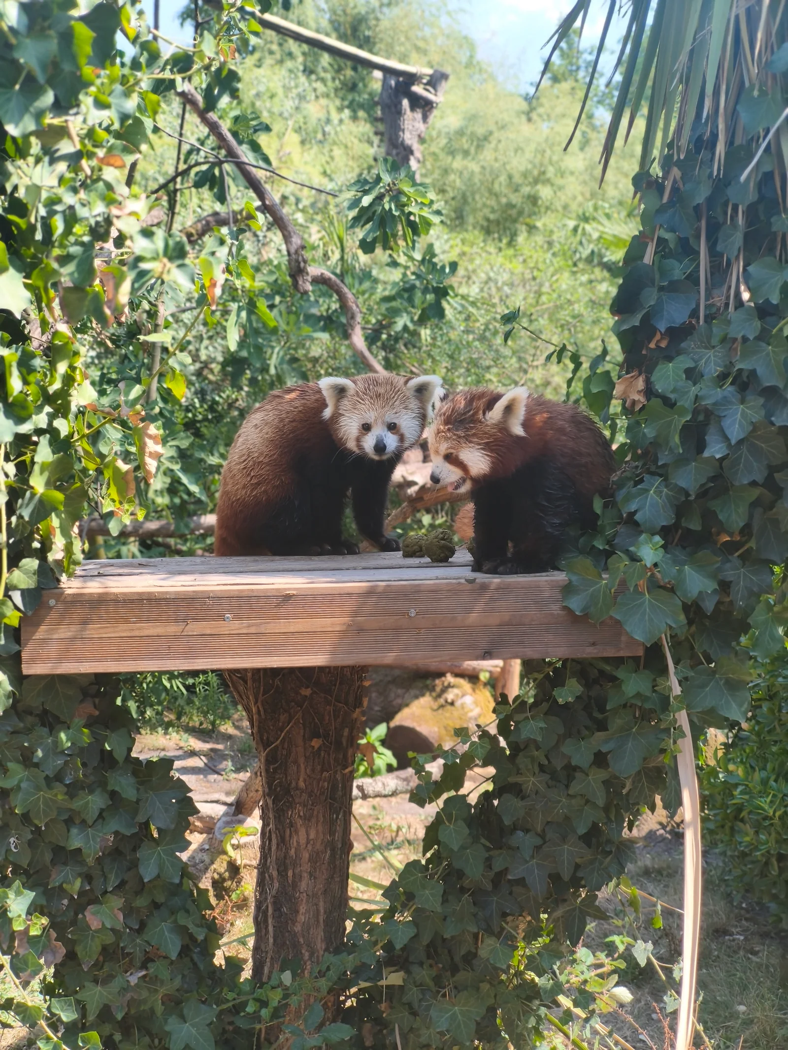Kids activities at Zoo de Bordeaux-Pessac Bordeaux — family travel photo