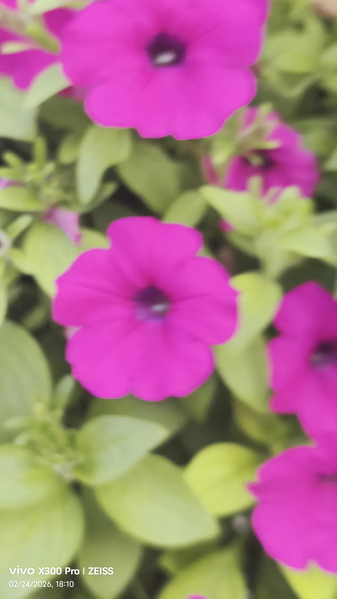 Dubai Miracle Garden