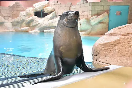Interior at Sea Lion Point at Aquaventure World Dubai — travel photo