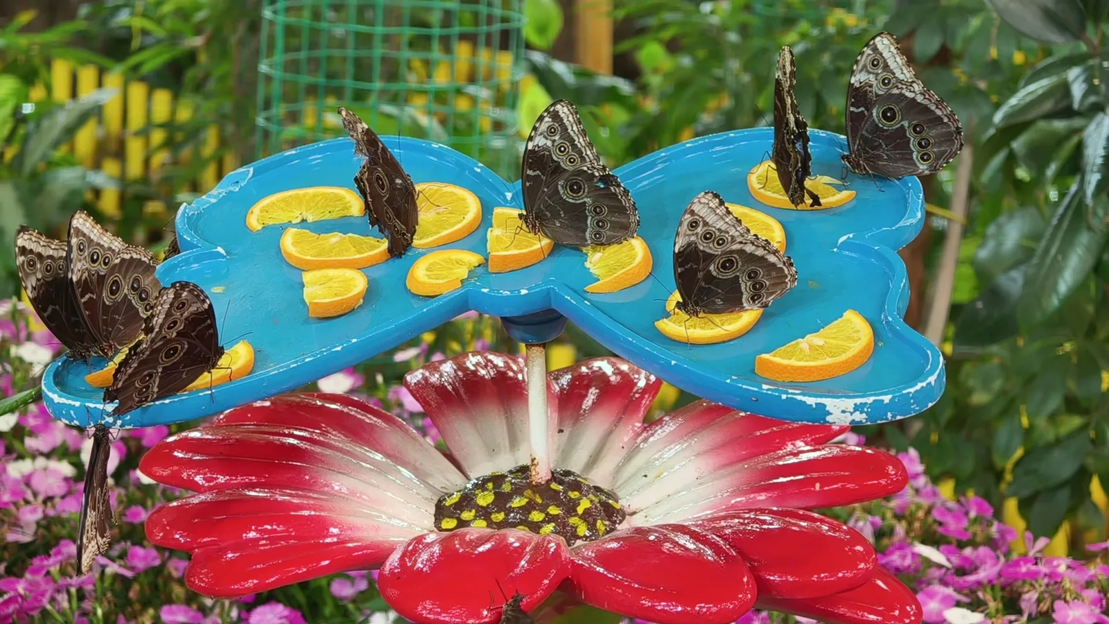 Atmosphere at Dubai Butterfly Garden Dubai — travel photo