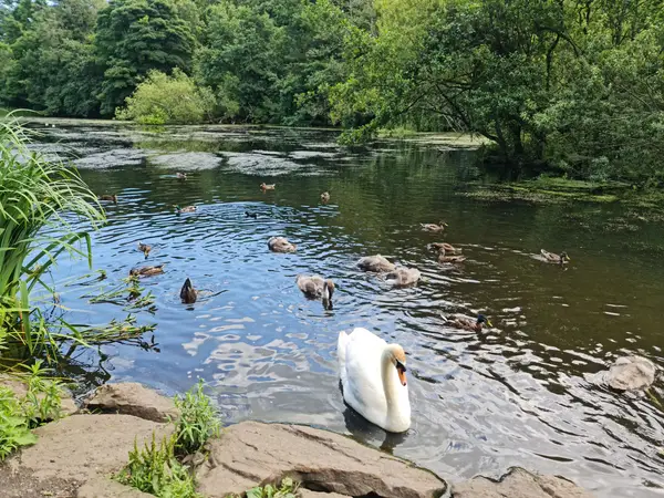 Around the area at Blackford Hill and Pond Edinburgh — travel photo