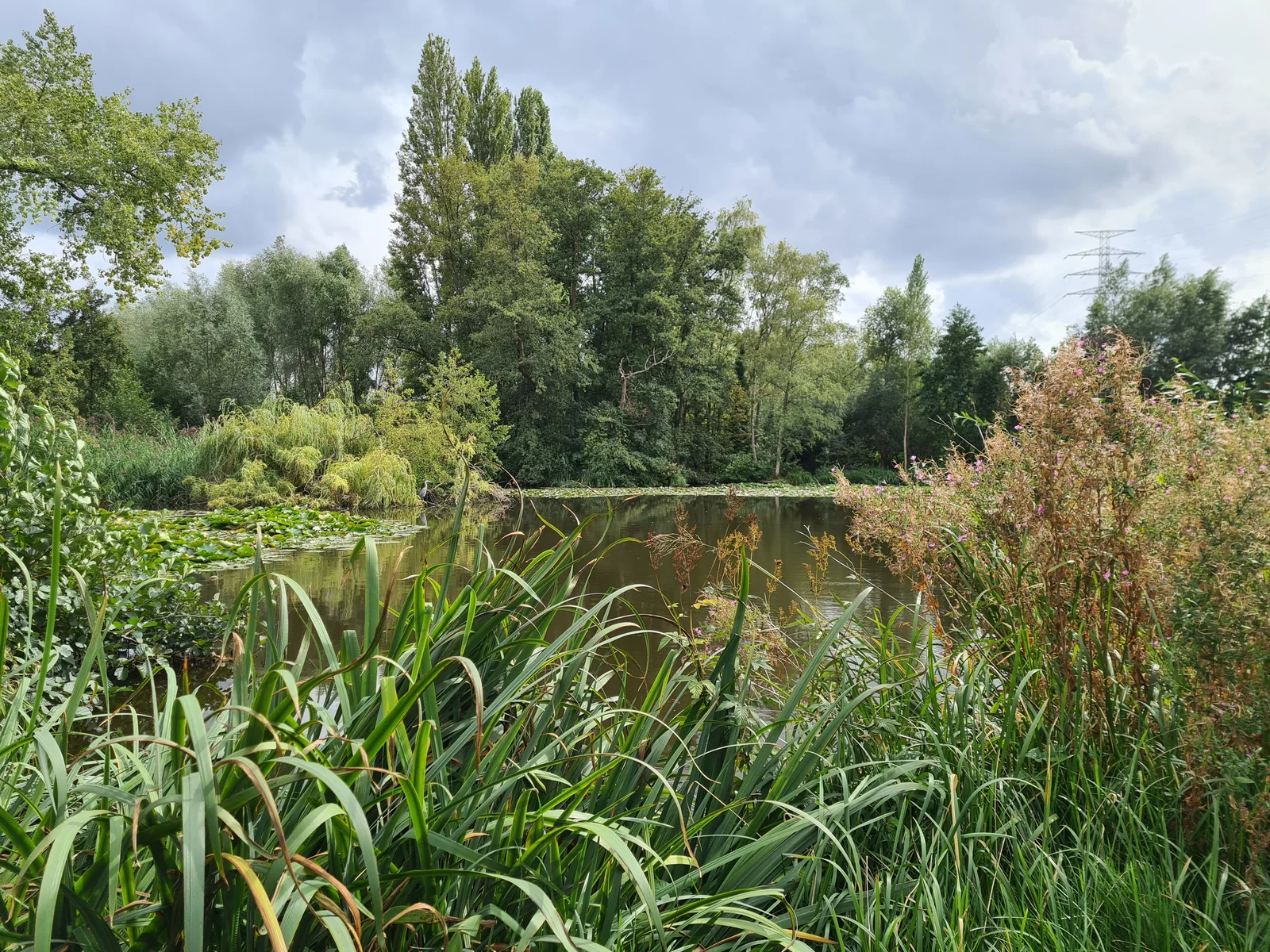 Wondelgemse meersen
