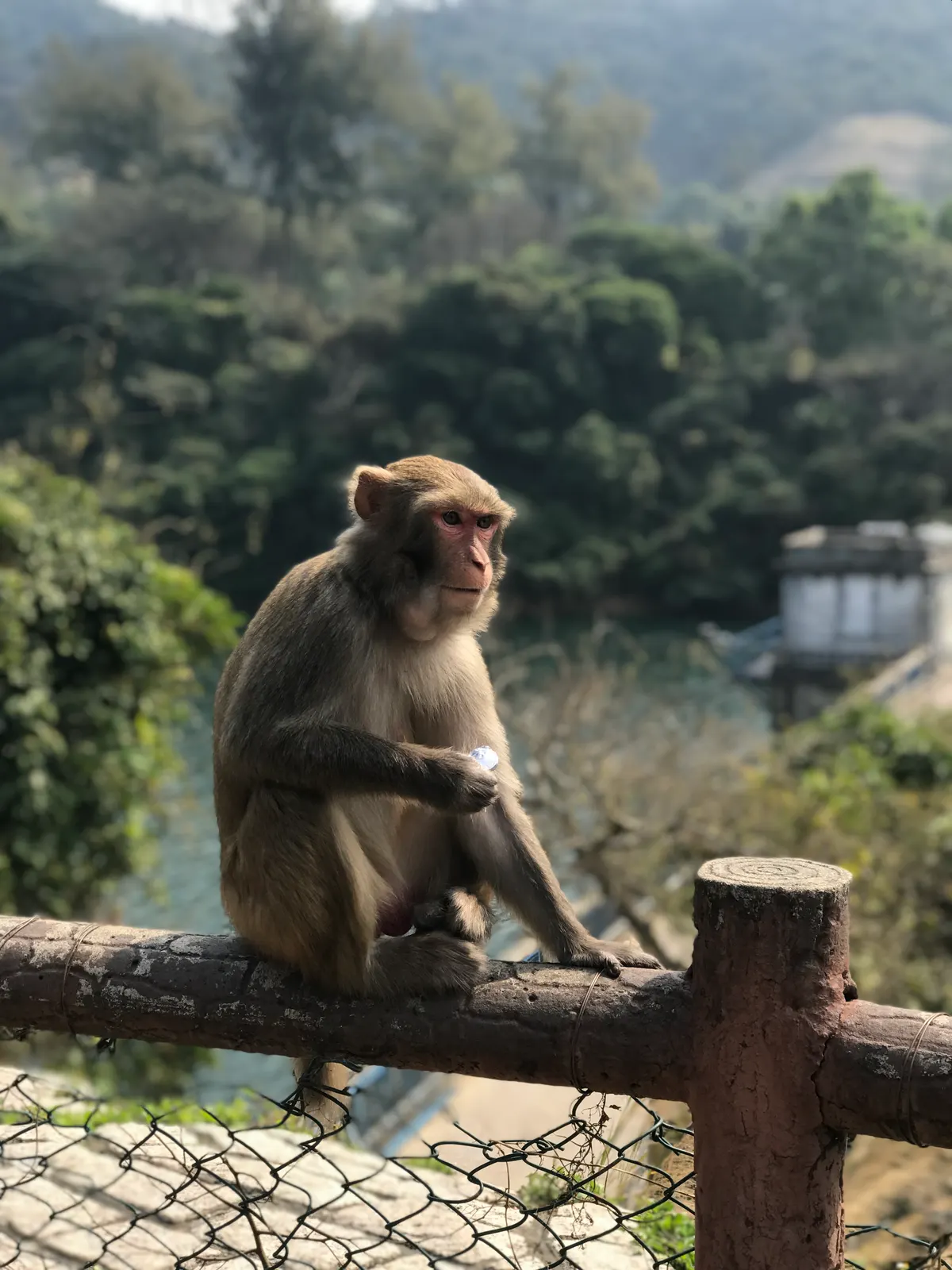 Kam Shan Country Park β budget guide Hong Kong