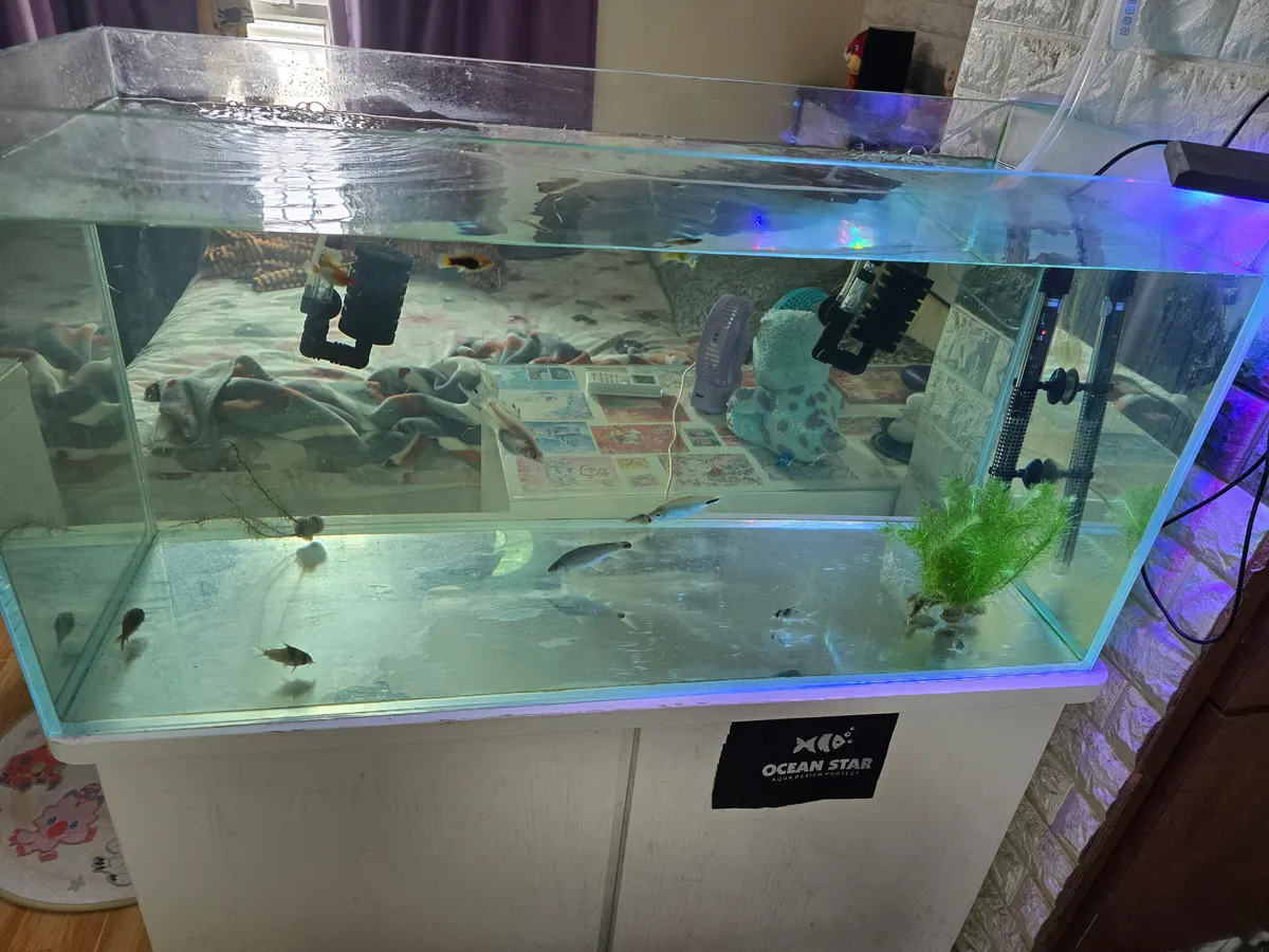 Goldfish Street — rainy day guide Hong Kong