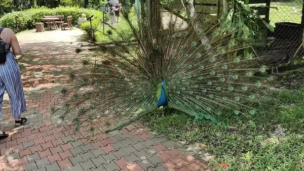 Interior at KL Bird Park Kuala Lumpur — travel photo
