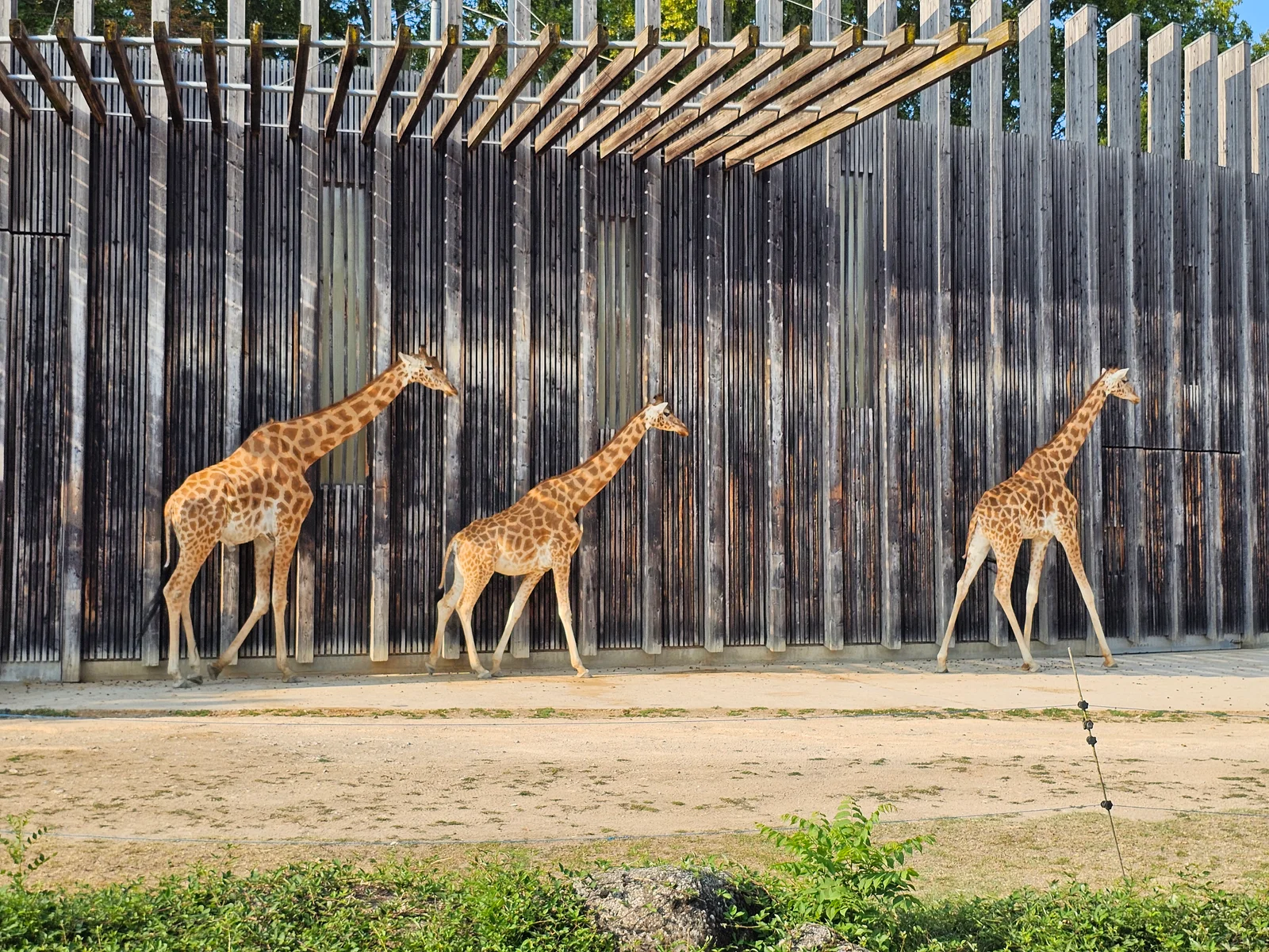 Lyon Zoo