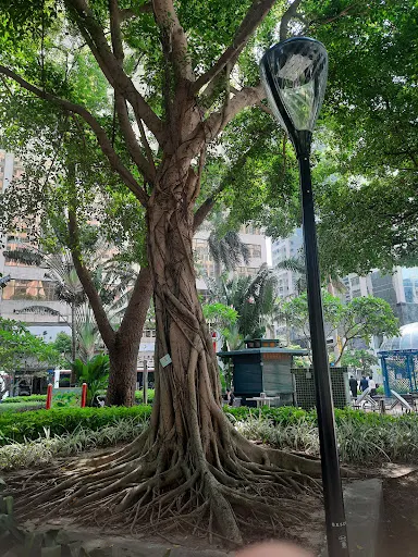 Atmosphere at Dr. Carlos d'Assumpção Park Macau — travel photo