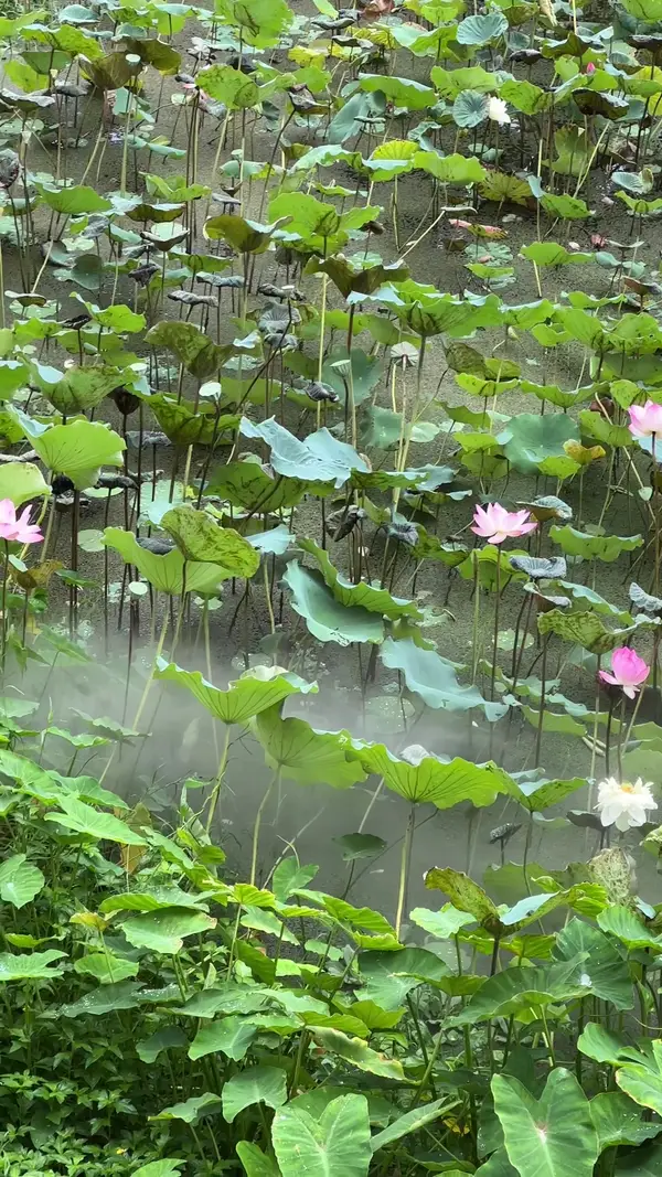 Interior at Ecological pond of Wetland Macau — travel photo