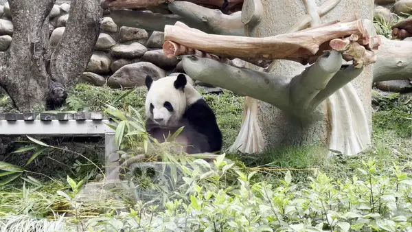 Interior at Macao Giant Panda Pavilion Macau — travel photo