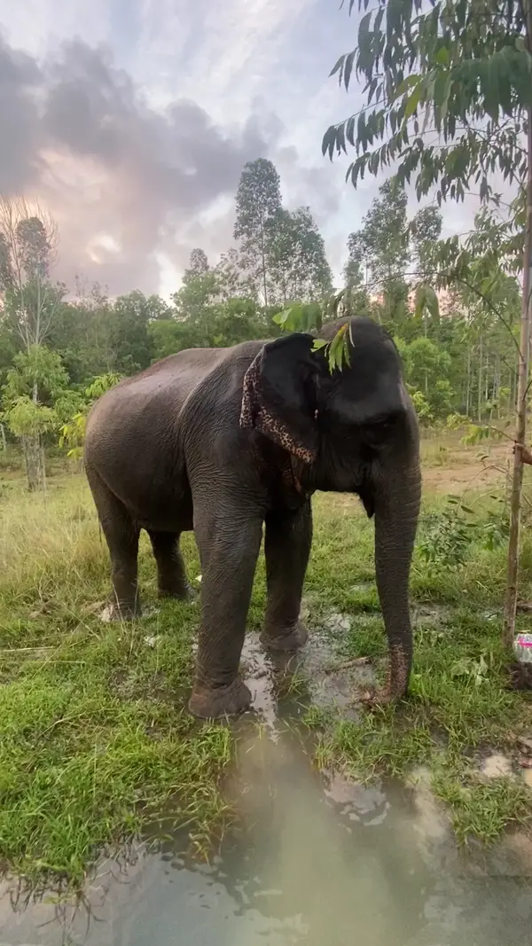 Around the area at Elephant Care Park Nai Dee Phuket Phuket — travel photo