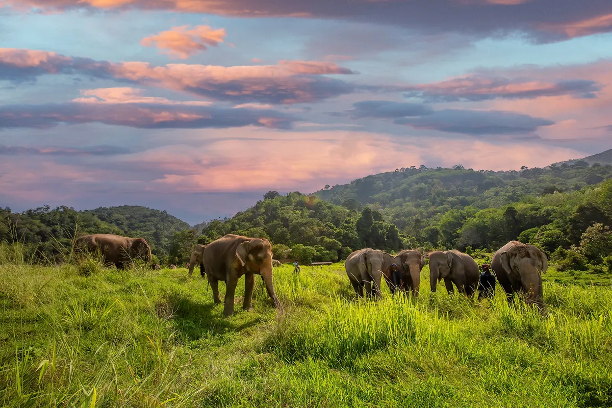 Bukit Elephant Park
