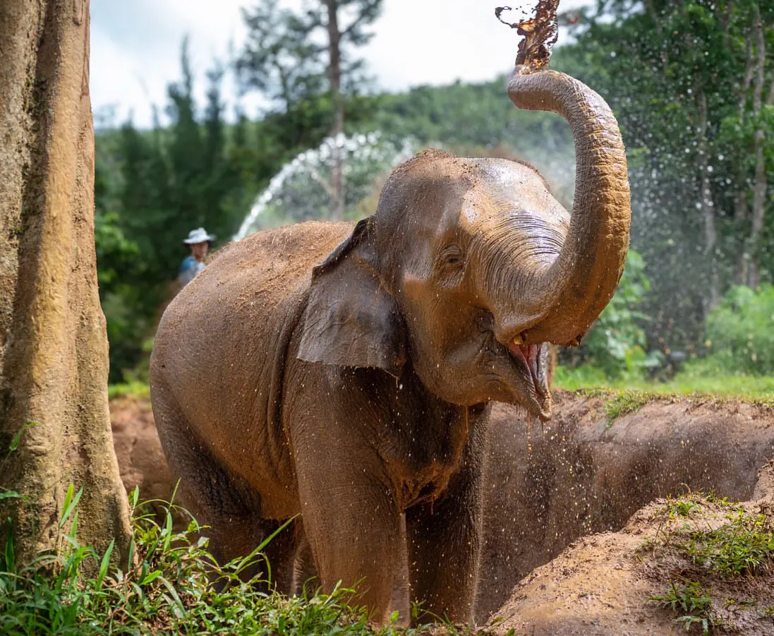 Phuket Elephant Nature Reserve