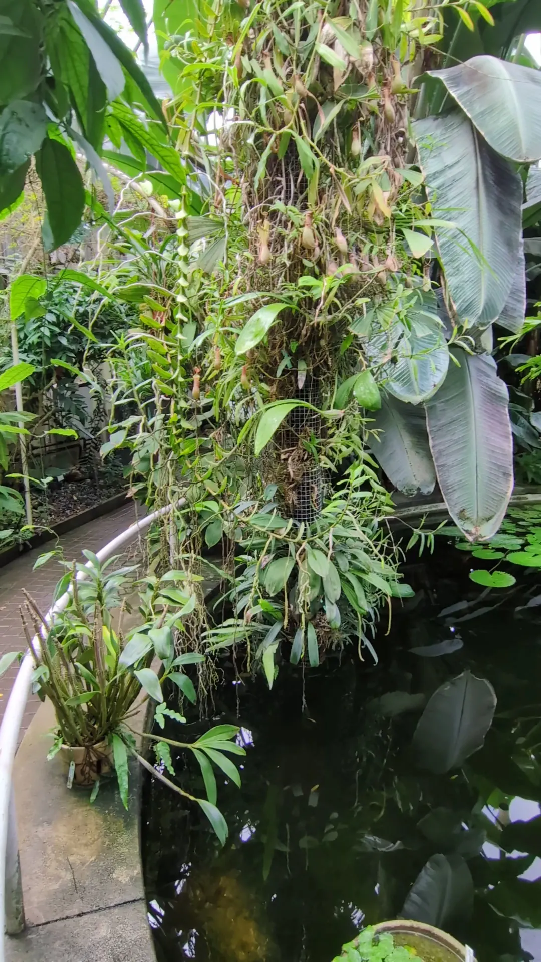 Interior at Botanic Garden of the Faculty of Science, Charles University Prague — travel photo
