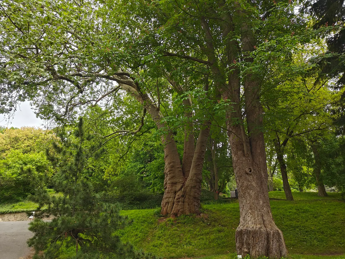 Details at Botanic Garden of the Faculty of Science, Charles University Prague — travel photo