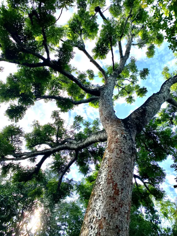 Around the area at Forest Discovery Centre (Atbara) Singapore — travel photo