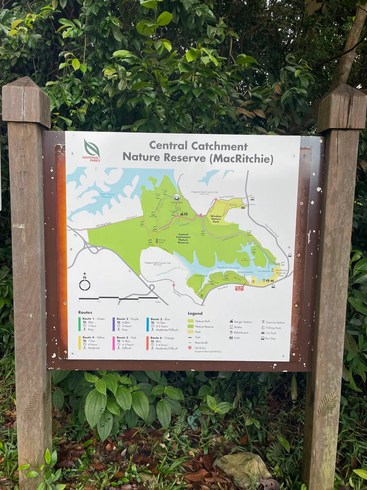 Details at MacRitchie Reservoir Park Singapore — travel photo