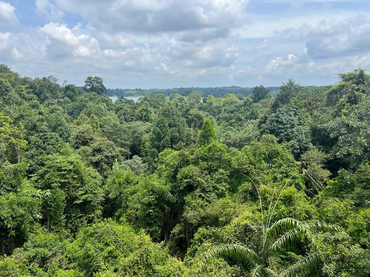 Atmosphere at MacRitchie Reservoir Park Singapore — travel photo