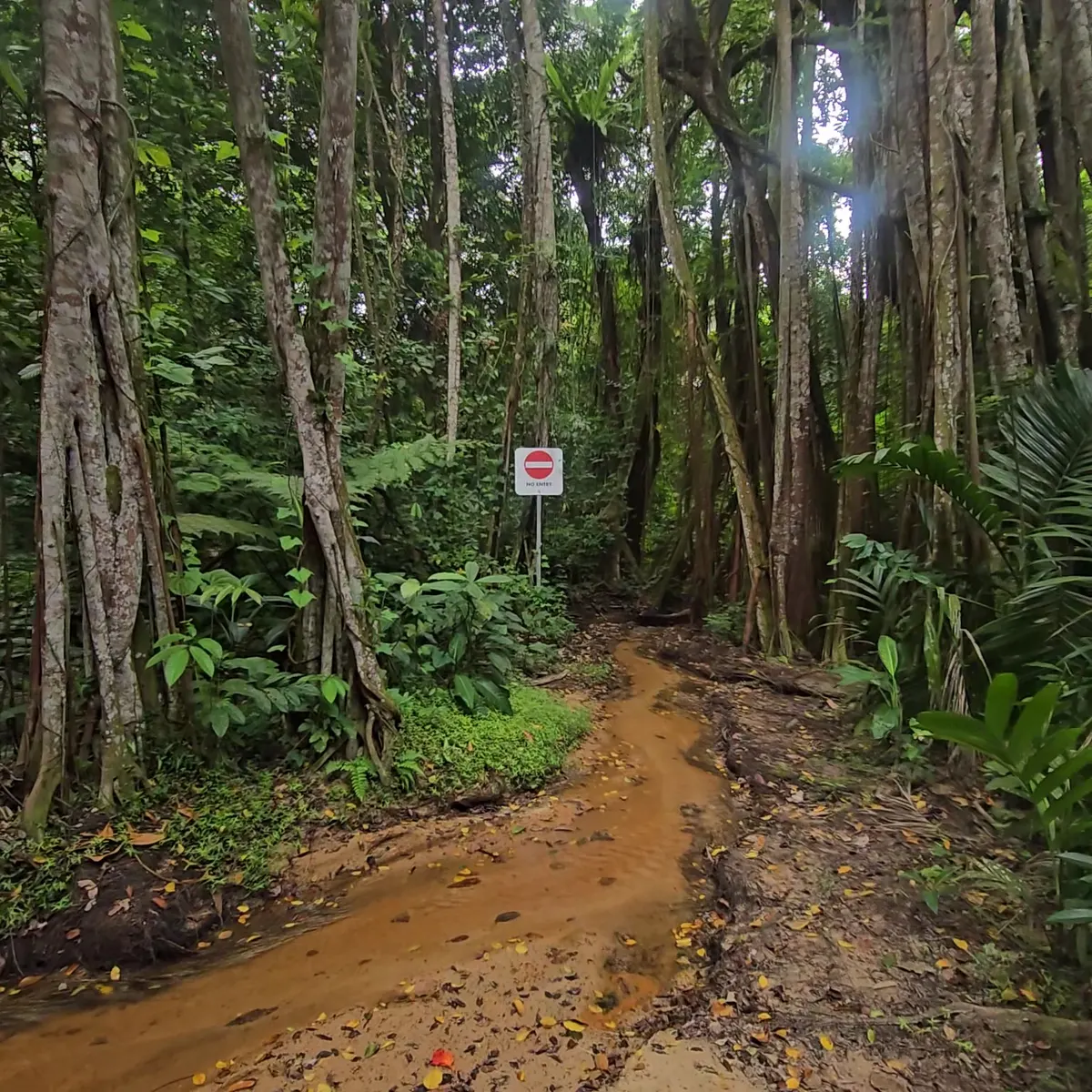 Around the area at Rifle Range Nature Park Singapore — travel photo