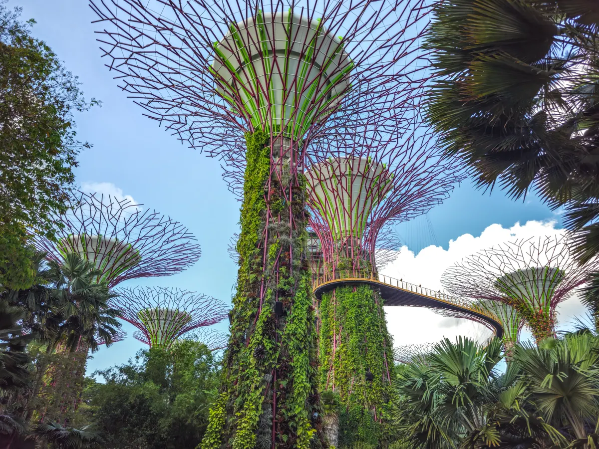 Atmosphere at Supertree Grove Singapore — travel photo