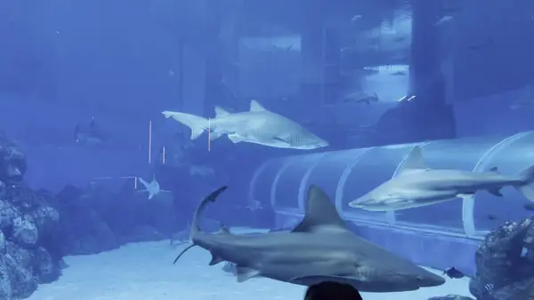 Interior at Singapore Oceanarium Singapore — travel photo