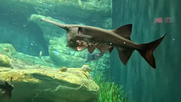 Details at Singapore Oceanarium Singapore — travel photo