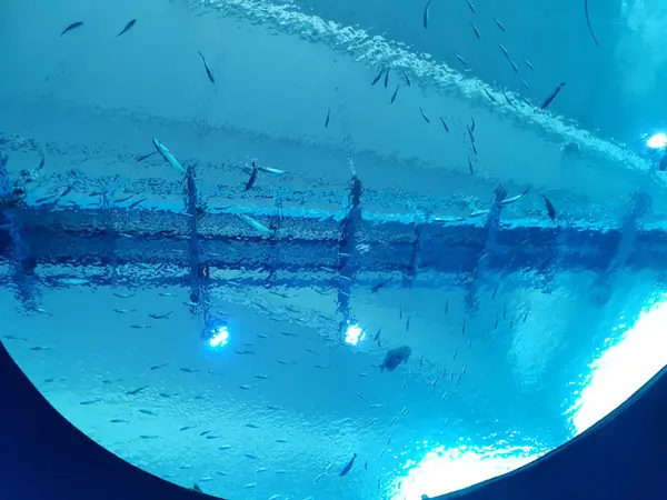 Atmosphere at Singapore Oceanarium Singapore — travel photo