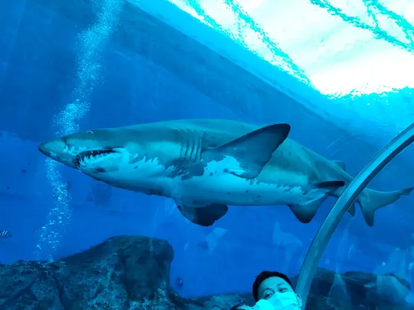 Around the area at Singapore Oceanarium Singapore — travel photo