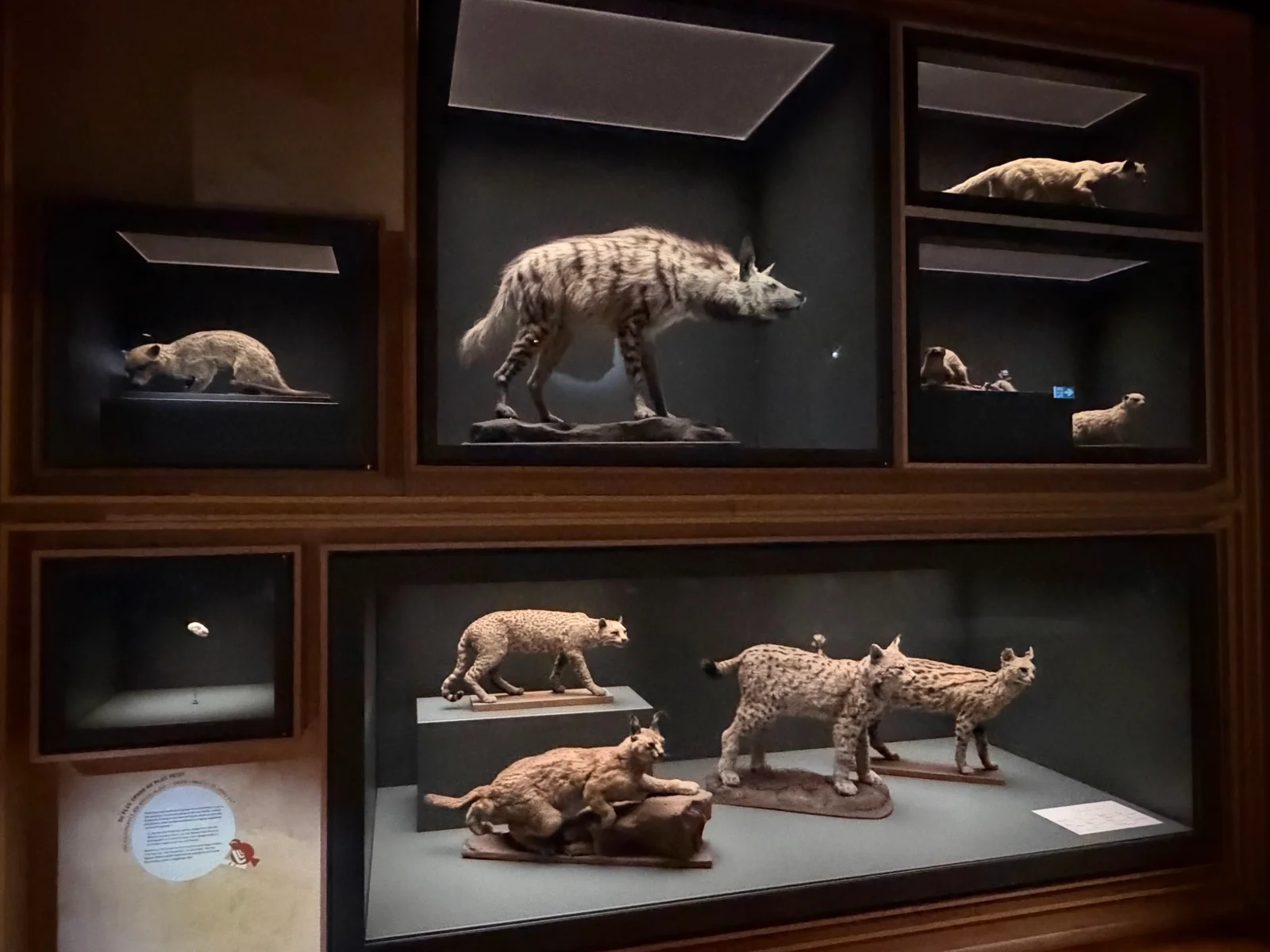 Kids activities at Musée zoologique de Strasbourg Strasbourg — family travel photo