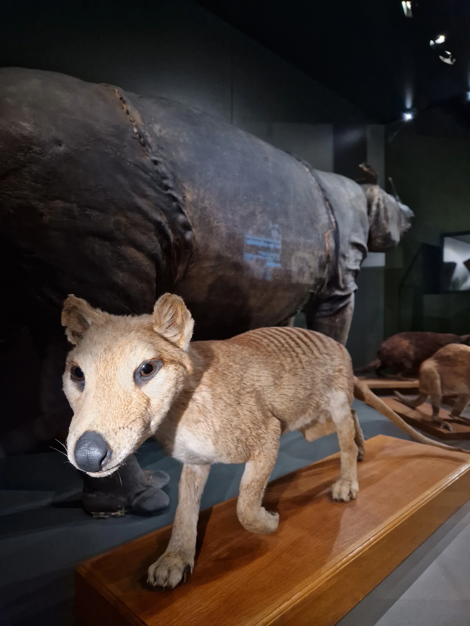 Outdoor views at Musée zoologique de Strasbourg Strasbourg — family travel photo