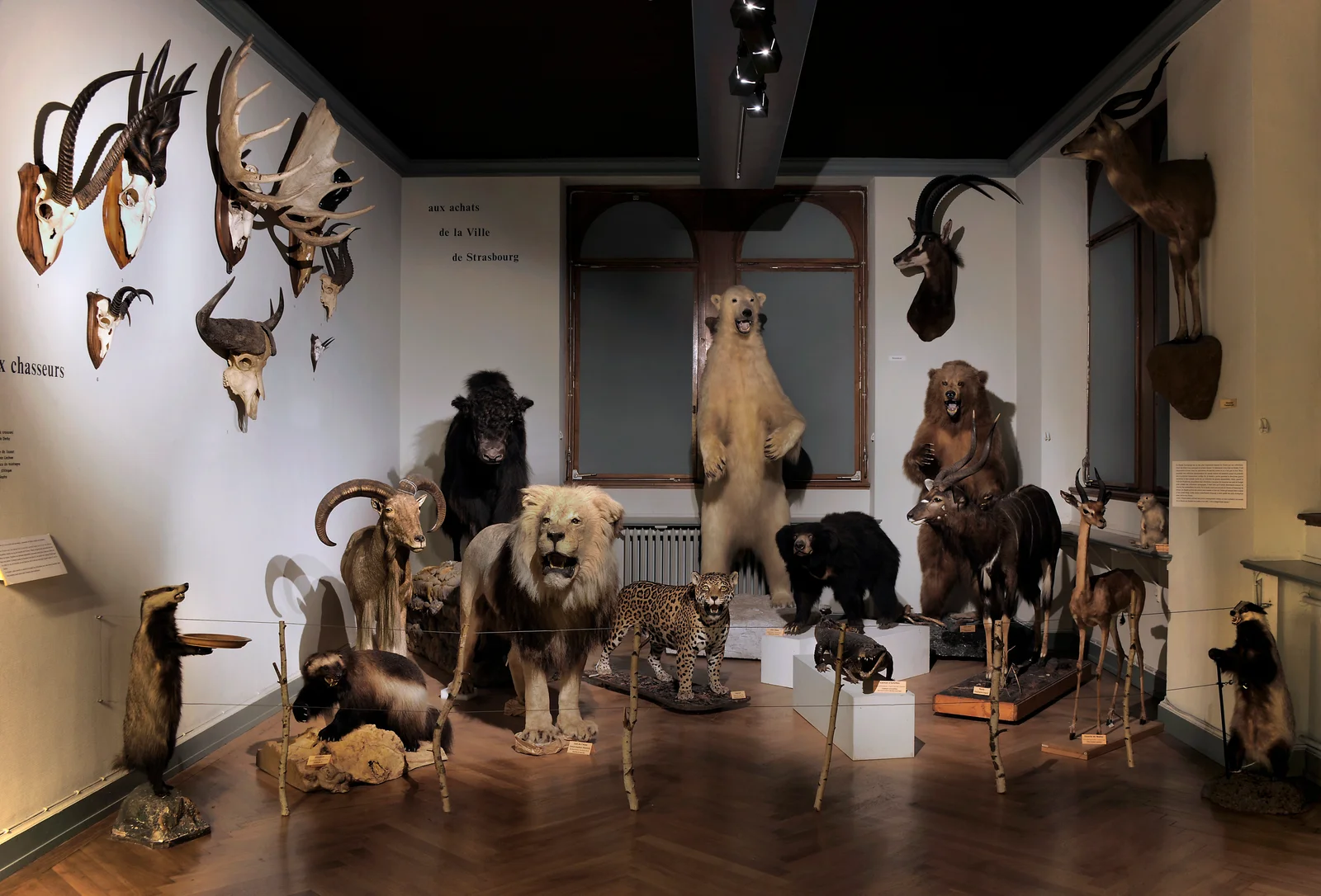 Interactive zones at Musée zoologique de Strasbourg Strasbourg — family travel photo