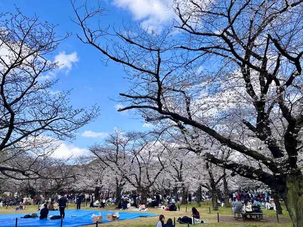 Around the area at Yoyogi Park Tokyo — travel photo